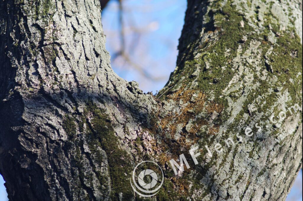 Jupiter-21M 200mm f/4-1392