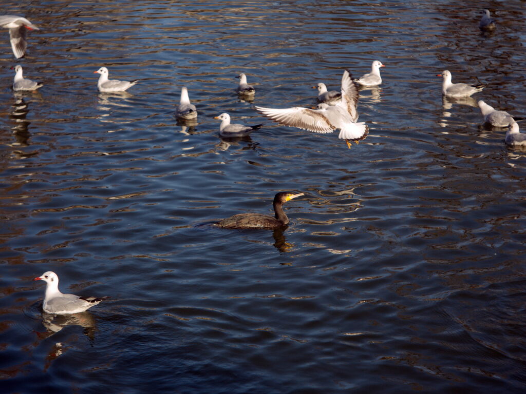 Jupiter-3 5cm f1.5 RED P Panasonic G1-10321