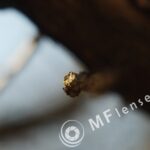 Jupiter-8 50mm f/2 M39 Leica-1476