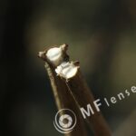 Jupiter-8 50mm f/2 M39 Leica-1481