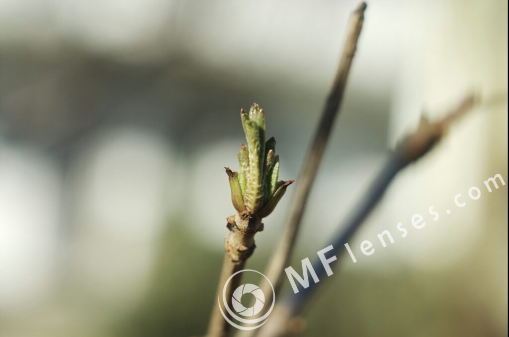 Jupiter-8 50mm f/2 M39 Leica-1482