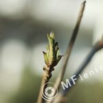 Jupiter-8 50mm f/2 M39 Leica-1482