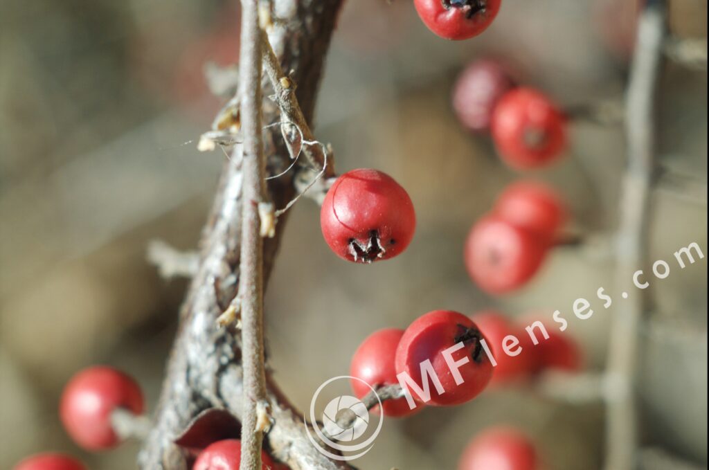 Jupiter-8 50mm f/2 M39 Leica-1484