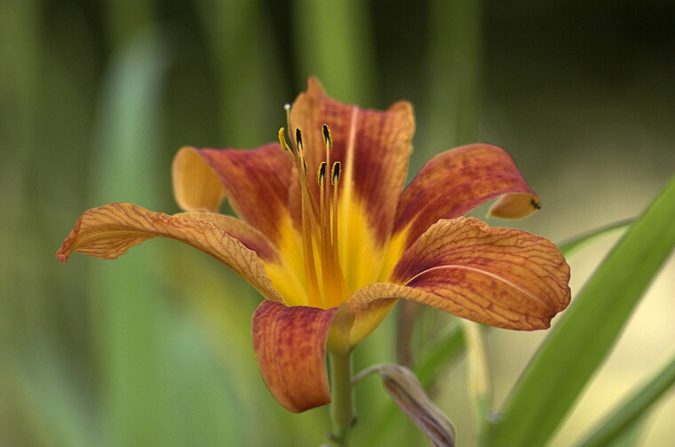 Jupiter-21M 200mm f/4