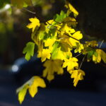 Jupiter-3 5cm f1.5 RED P 1952-12093