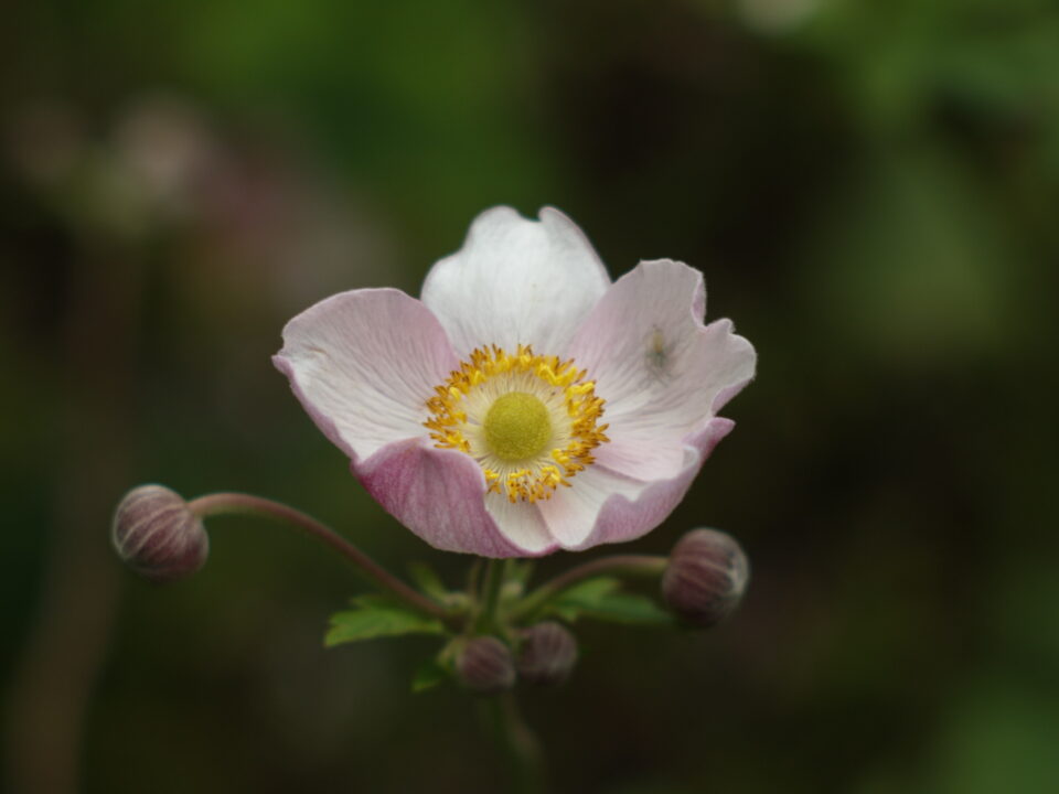 2/8,5cm Jupiter-9 contax mount