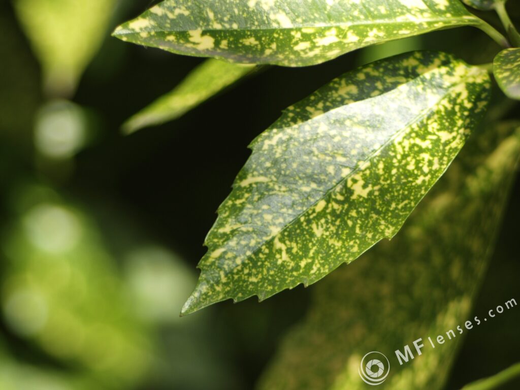 Kaleinar 100mm f2.8 MC-2954