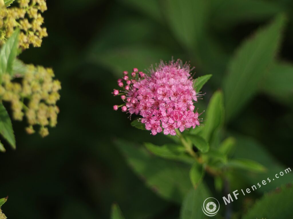 Kaleinar 100mm f2.8 MC-2955