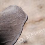 MC 3M-5CA 500mm f/8-75