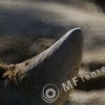 MC 3M-5CA 500mm f/8-79