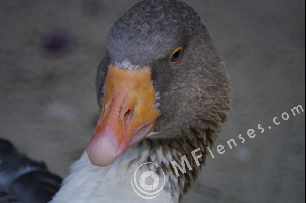 MC 3M-5CA 500mm f/8-80