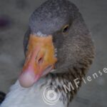 MC 3M-5CA 500mm f/8-80