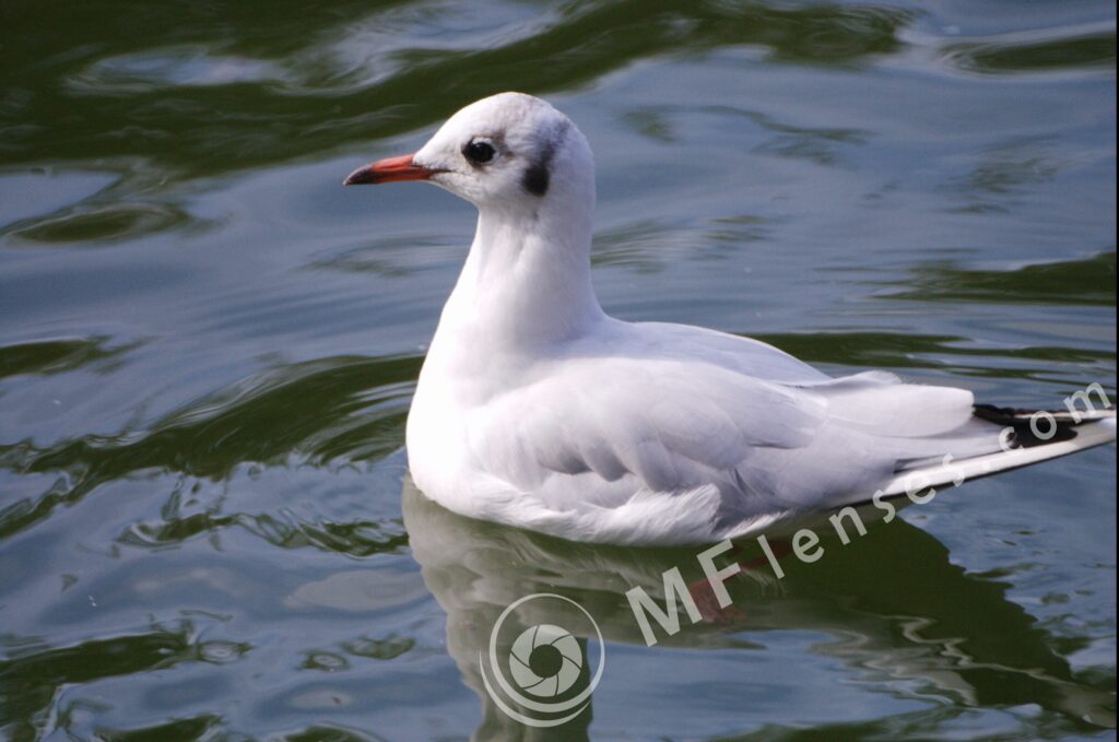 MC 3M-5CA 500mm f/8-81