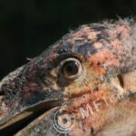 MC 3M-5CA 500mm f/8-82
