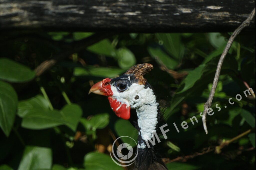 MC 3M-5CA 500mm f/8-83