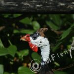 MC 3M-5CA 500mm f/8-83