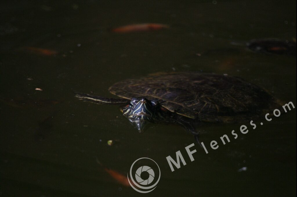 MC 3M-5CA 500mm f/8-84