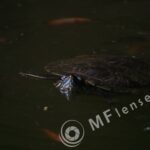 MC 3M-5CA 500mm f/8-84