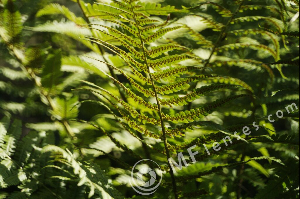 MC 3M-5CA 500mm f/8-85