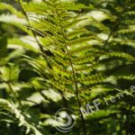 MC 3M-5CA 500mm f/8-85
