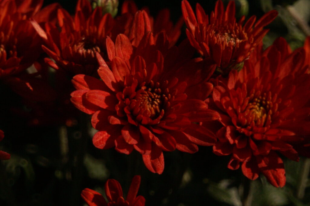 Rubinar 500mm f/8 Macro-952