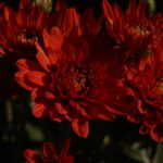 Rubinar 500mm f/8 Macro-952