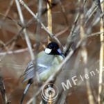 Tair-3S 300mm f/4.5 Zenit FS12 Foto Snaiper-1434