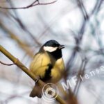Tair-3S 300mm f/4.5 Zenit FS12 Foto Snaiper-1435