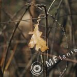 Tair-3S 300mm f/4.5 Zenit FS12 Foto Snaiper-1440