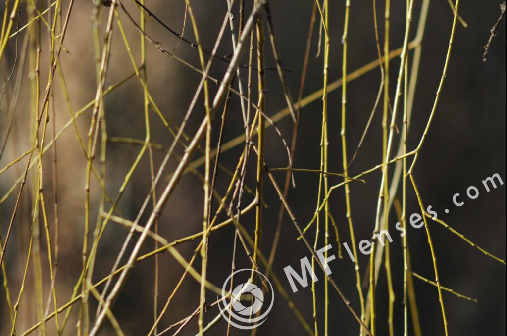 Tair-3S 300mm f/4.5 Zenit FS12 Foto Snaiper-1442