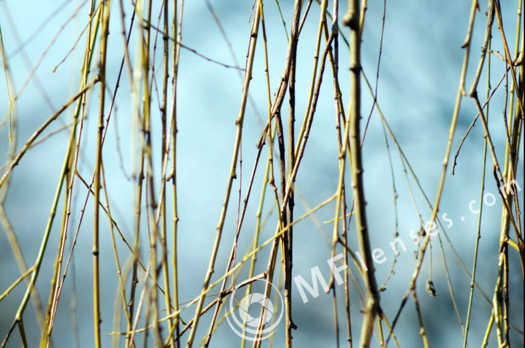 Tair-3S 300mm f/4.5 Zenit FS12 Foto Snaiper-1443