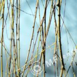Tair-3S 300mm f/4.5 Zenit FS12 Foto Snaiper-1443