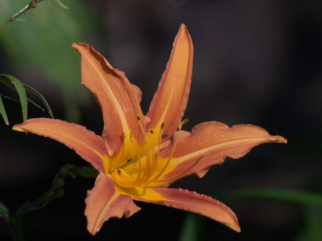 Telear 250mm f5.6 Pentacon Six P6-9690