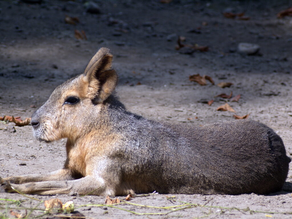 Telear 250mm f5.6 Pentacon Six P6-9683