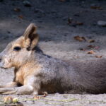 Telear 250mm f5.6 Pentacon Six P6-9683