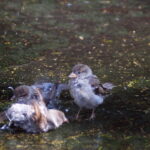Telear 250mm f5.6 Pentacon Six P6-9686