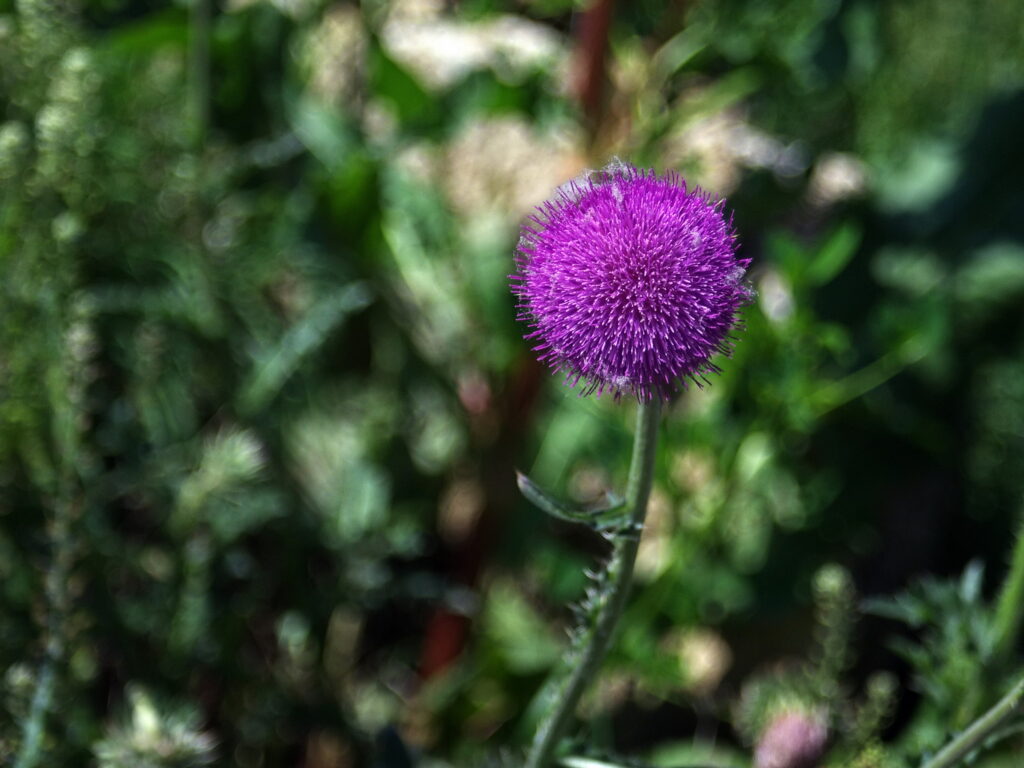 Ross Resolux 5cm F3.5-9098
