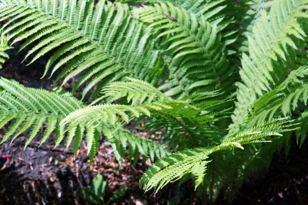 Ross Resolux 5cm F3.5-9101